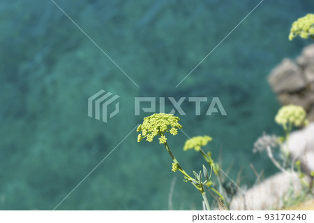 Sea fennel Sea fennel 93170240