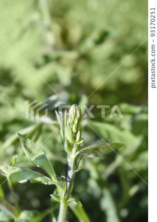 False lupine 93170251