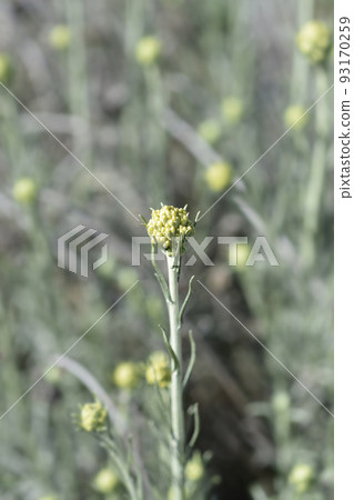Italian everlasting flowers Italian everlasting flowers 93170259