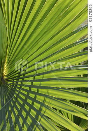 Sabal palm Sabal palm 93170266
