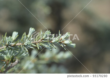 Weeping Blue atlas cedar Weeping Blue atlas cedar 93170280