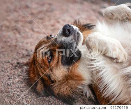 Happy Boder Collie Dog laying down on his back on ground. Positive image for design, banner, poster, special event invitation. 93170456
