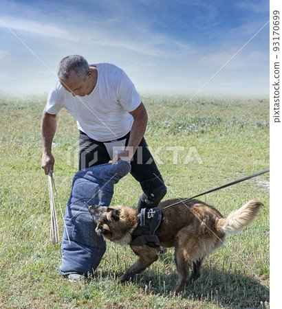 training of belgian shepherd training of belgian shepherd 93170699