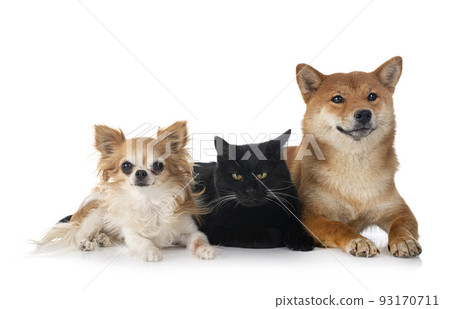 shiba inu, cat and chihuahua in studio shiba inu, cat and chihuahua in studio 93170711