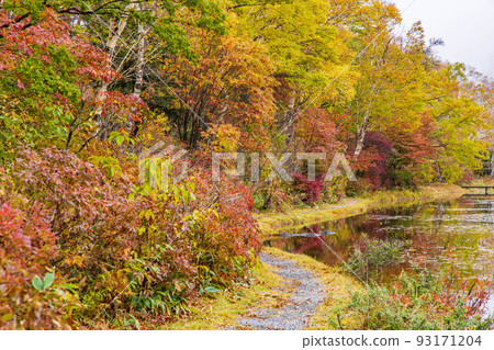 Shiga Kogen in autumn Lotus pond with colored leaves Shiga Kogen in autumn Lotus pond with colored leaves 93171204