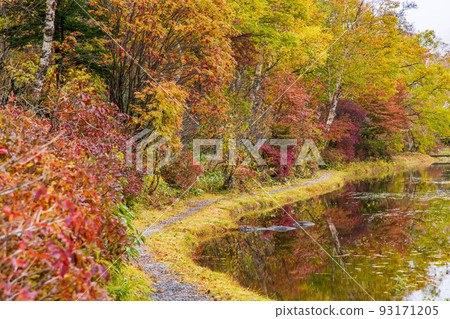 Shiga Kogen in autumn Lotus pond with colored leaves Shiga Kogen in autumn Lotus pond with colored leaves 93171205