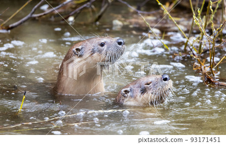Otter swimming in a river. Grand Teton National Park 93171451
