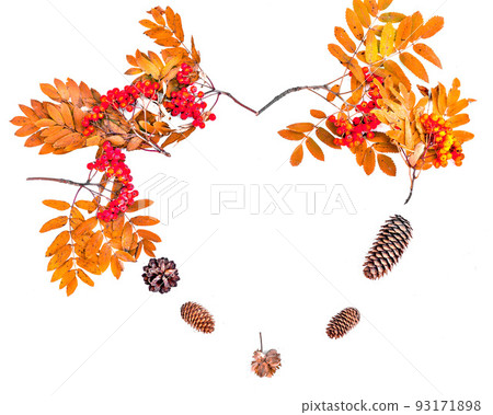 Autumn composition in the form of a heart of branches and berries of mountain ash, cones. Frame of natural gifts of the forest on a white background. Thanksgiving day. Space for text. copy space 93171898