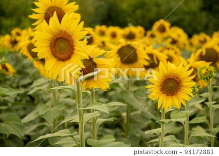 Yellow sunflowers blooming in agricultural field close up Yellow sunflowers blooming in agricultural field close up 93172881