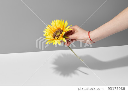 Woman's hand with red thread bracelet on her wrist holding sunflower 93172986