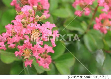 crape myrtle flower crape myrtle flower crape myrtle 93173413
