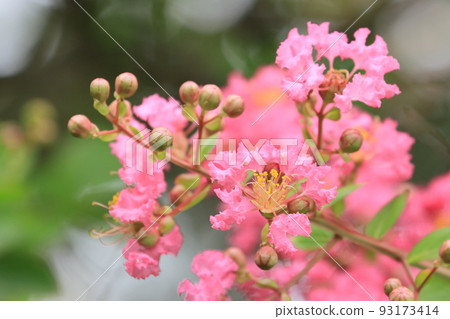crape myrtle flower crape myrtle flower crape myrtle 93173414