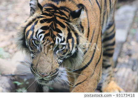 tiger tiger sumatran tiger tiger tiger tiger sumatran tiger tiger 93173418