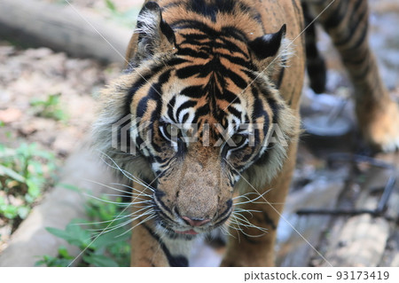 tiger tiger sumatran tiger tiger tiger tiger sumatran tiger tiger 93173419