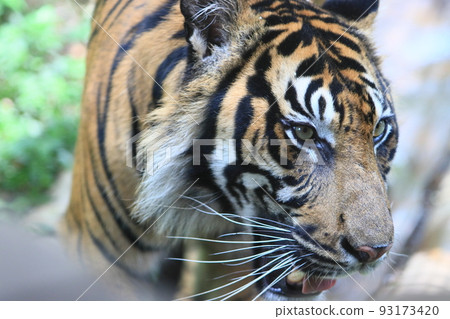tiger tiger sumatran tiger tiger 93173420