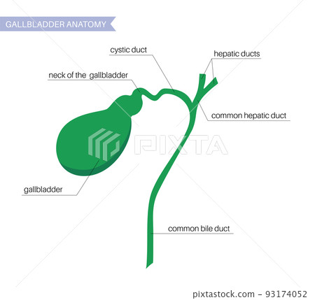 gallbladder anatomy poster gallbladder anatomy poster 93174052