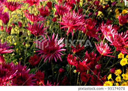chrysanthemum chrysanthemum 93174078