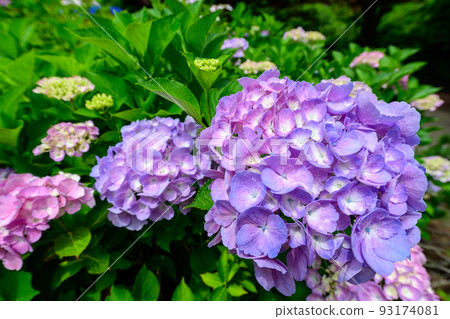 Hydrangea (Sapporo Toyohira Park)_3018 93174081