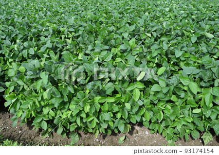 山形縣鶴岡市的豆田特產 93174154