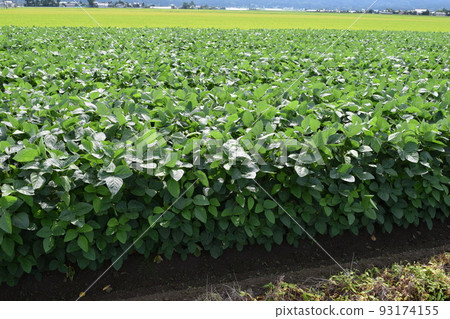 Dadacha Bean Field Special product of Tsuruoka City, Yamagata Prefecture Dadacha Bean Field Special product of Tsuruoka City, Yamagata Prefecture 93174155