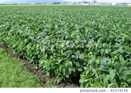 Dadacha Bean Field Special product of Tsuruoka City, Yamagata Prefecture Dadacha Bean Field Special product of Tsuruoka City, Yamagata Prefecture 93174156