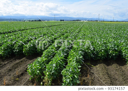 Dadacha Bean Field Special product of Tsuruoka City, Yamagata Prefecture Dadacha Bean Field Special product of Tsuruoka City, Yamagata Prefecture 93174157