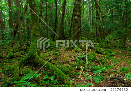 幽暗的森林中,青木原樹海 幽暗的森林中,青木原樹海 93174380