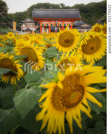 千葉縣銚子市萬願寺的向日葵田被晨光染紅 93174922