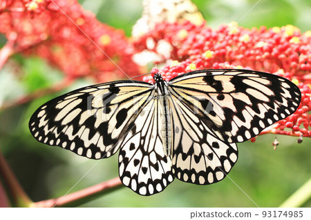 大白斑蝶和火管樹 大白斑蝶和火管樹 93174985