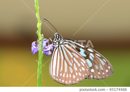藍斑蝶, 淡斑藍斑蝶, 淡斑蝶, 淡斑斑蝶, 淡斑斑蝶, 粗斑蝶, 粗斑蝶, 淡藍蝶, 三齒蝶 93174986