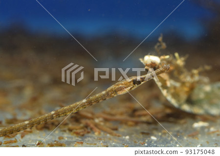 尖嘴魚 刺背海馬魚 又長又細的魚 93175048