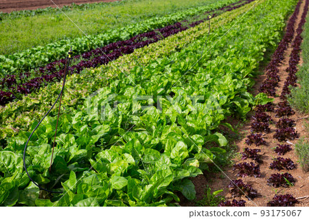 Field planted with leafy vegetables 93175067