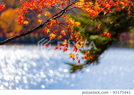[紅葉素材]蓼科湖的紅葉[長野] 93175441