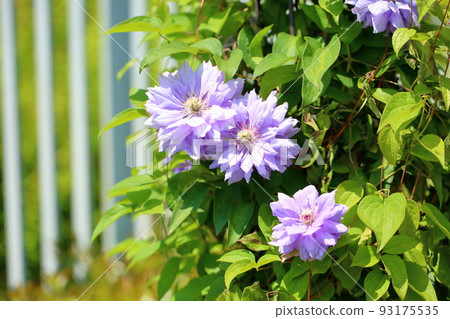 Clematis flower Clematis flower 93175535
