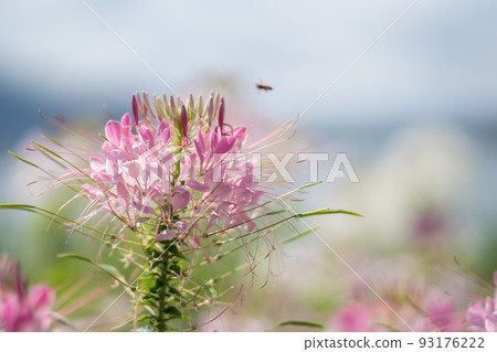 Cleome flowers that bloom vigorously even in the hot summer Cleome flowers that bloom vigorously even in the hot summer 93176222