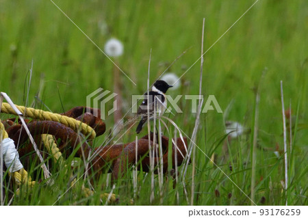 黑喉鴝 黑喉鴝 93176259