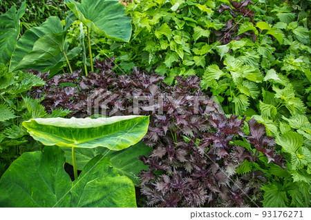 Home garden Home garden 93176271