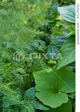 家庭花園 93176291