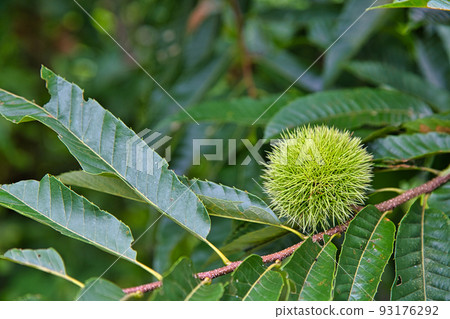 家庭花園 家庭花園 93176292