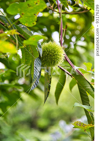 家庭花園 家庭花園 93176299