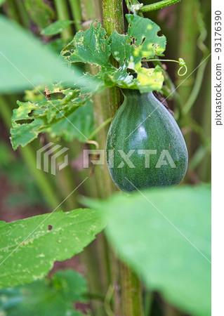 家庭花園 93176390