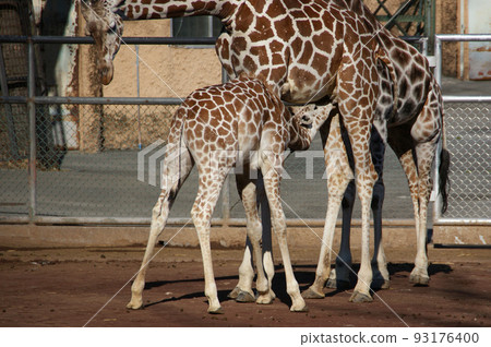 baby giraffe drinking breast baby giraffe drinking breast 93176400