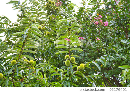 Home garden Home garden 93176401
