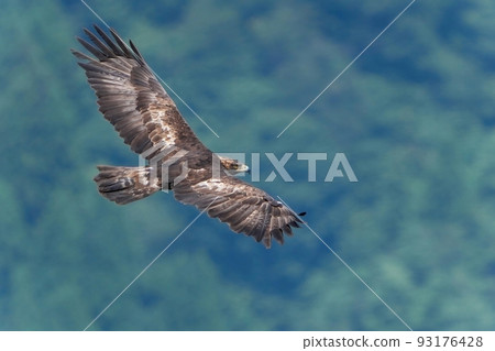 一隻年輕的金鷹在飛行中尋找綠色背景下的獵物 93176428