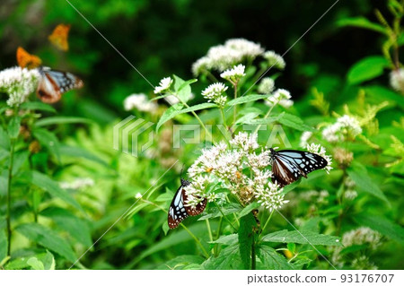 Asagi madara 93176707