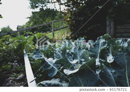 vegetables in the garden grow co2 neutral and ecological 93176721