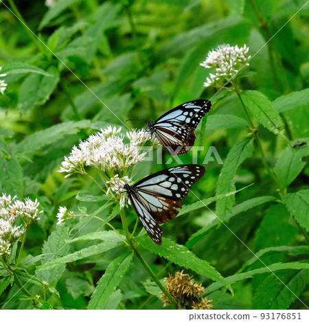 Asagi madara Asagi madara 93176851