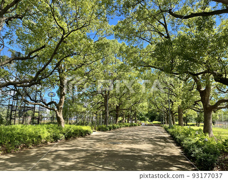 東京都品川區大井埠頭中央海濱公園運動森林八潮 東京都品川區大井埠頭中央海濱公園運動森林八潮 93177037