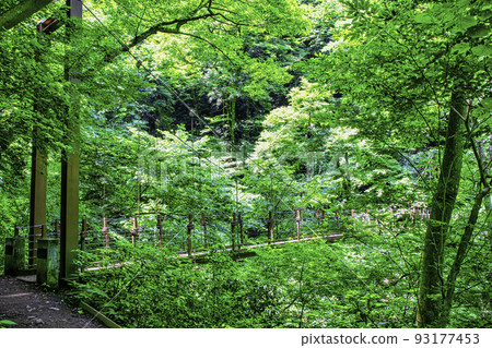 Takao Fourth Route (Suspension Bridge Course) Miyambashi Takao Fourth Route (Suspension Bridge Course) Miyambashi 93177453