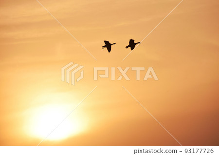 Sunset and Magan（北海道宮島沼市） 93177726
